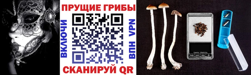Галлюциногенные грибы Psilocybine cubensis Тюкалинск